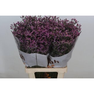 Freshy Limonium Statice Sinuata “Naomi Diamond” | Kleur: Paars Roze | Lengte ± 70 centimeter | Per 25 stelen
