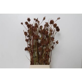 Freshy Glycyrrhiza Yunnanensis Zoethout Zaaddoos | Kleur: Natuurlijk Roodbruin | Lengte ± 70 centimeter | Per 10 stelen