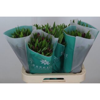 Freshy Alstroemeria “Morado” | Kleur: Paars | Lengte ± 70 centimeter | Per 10 stelen