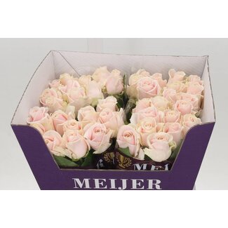 Freshy Rosa Sweet Avalanche Meijer Purple
