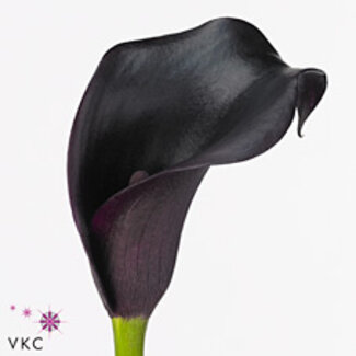 Freshy Zantedeschia Cantor