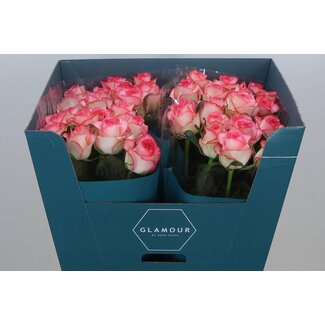 Freshy Rosa Jumilia Glamour