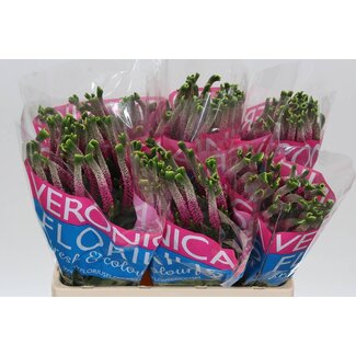 Freshy Veronica Smart Bizarre