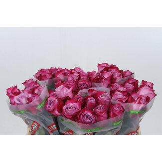 Freshy Rosa Deep Purple