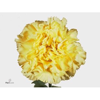 Freshy Anjer Kort Cream Polimnia