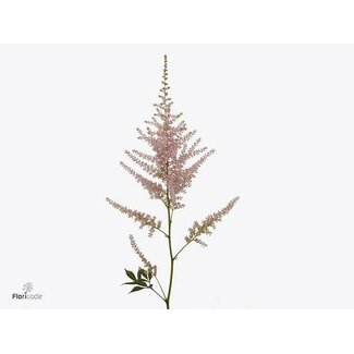 Freshy Astilbe Ja Avalanche