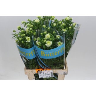 Freshy Ranunculus Butterfly Graces