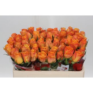 Freshy Rosa Suncatcher