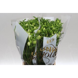 Freshy Freesia dubbel Essence