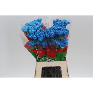 Freshy Anjer Lang Geverfd Molly Blue