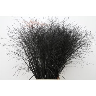 Freshy Panicum (siergras) Col Black