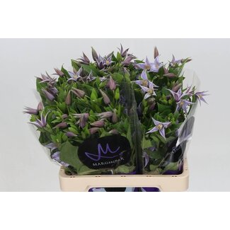 Freshy Clematis Star River
