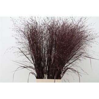 Freshy Panicum (siergras) Col Aubergine