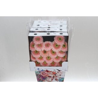 Freshy Germini Pomponi Aqua “Belfi” | Kleur: Roze | Lengte ± 50 centimeter | Per 25 stelen
