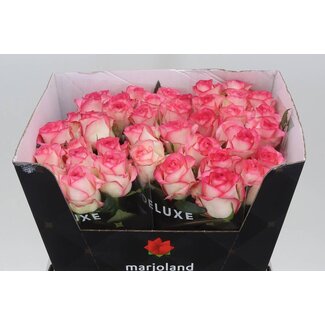 Freshy Rosa Jumilia X L
