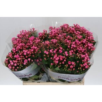 Freshy Enkelbloemige Bouvardia “Roy Roza” | Kleur: Roze | Lengte ± 60 centimeter | Per 10 stelen