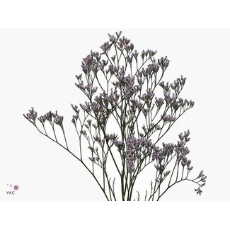 Freshy Limonium Saf Lilac