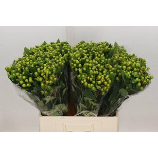 Freshy Hypericum Hertshooi “Magical Green Reviva” | Kleur: Groen | Lengte ± 60 centimeter | Per 25 stelen