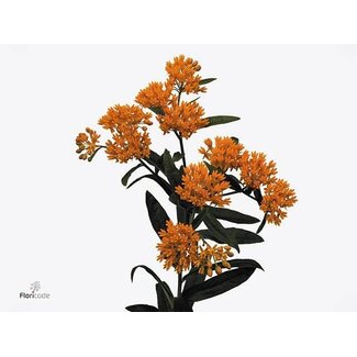 Freshy Asclepias Tuberosa