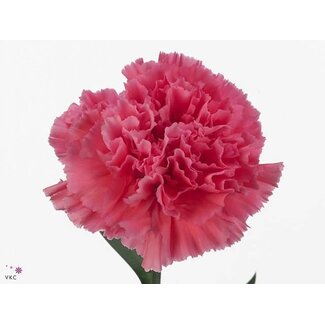 Freshy Anjer Funza Kort Tonic Golem 50cm