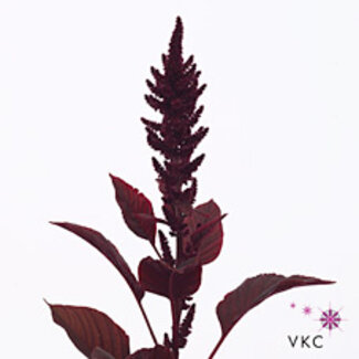 Freshy Amaranthus Cr Velvet