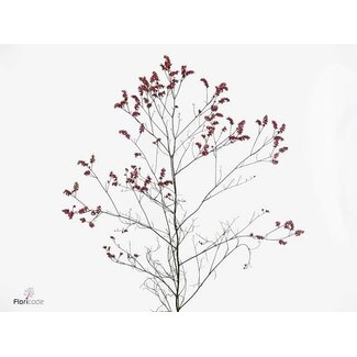 Freshy Limonium Sin Scar Diamond
