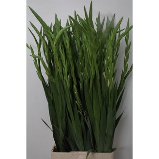 Freshy Grote Gladiolen “Nova Zembla” | Kleur: Wit | Lengte ± 110 centimeter | Per 10 stelen