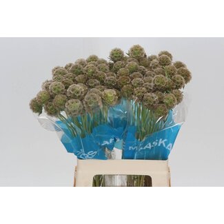 Freshy Scabiosa Stellat (zaaddoos)