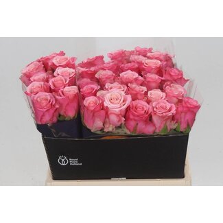 Freshy Rosa Ramonda