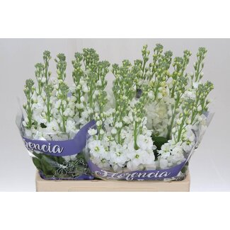 Freshy Violier Aida White