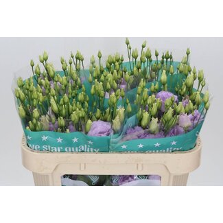 Freshy Eustoma Lisianthus Gevuld “Lisanne Dark Lavender” | Kleur: Paars | Lengte ± 70 centimeter | Per 10 stelen