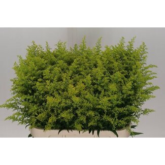 Freshy Solidago Tara