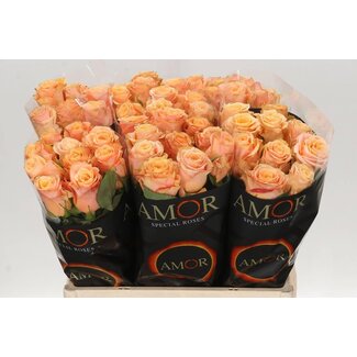 Freshy Rosa Olympus
