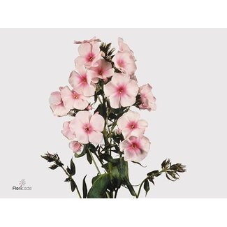 Freshy Phlox P Bright Eyes