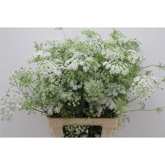 Freshy Ammi Majus Dille Wit