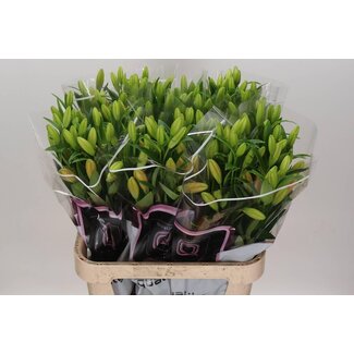 Freshy Lelie Longiflorum x Aziatische Lelie Aqua “Menton” | Kleur: Oranje | Lengte ± 90 centimeter | Per 10 stelen