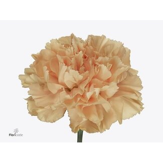 Freshy Anjer Hollands Caroline Gold