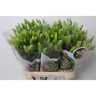 Freshy Lelie Longi x Aziatic Aqua Tirreno