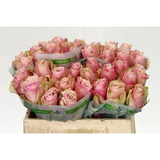 Freshy Rosa Pink Athena