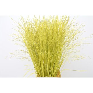 Freshy Panicum (siergras) Col Geel