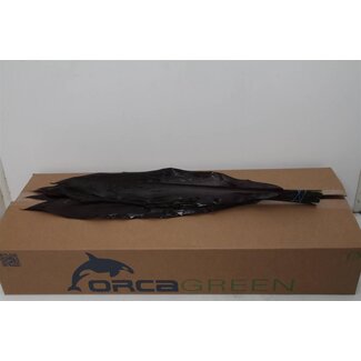 Freshy Cordyline Fruticosa “Black Ti” | Kleur: Groen | Lengte ± 80 centimeter | Per 5 bossen