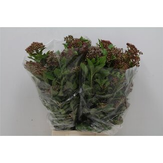 Freshy Viburnum Tinus 250gr (p. bos)