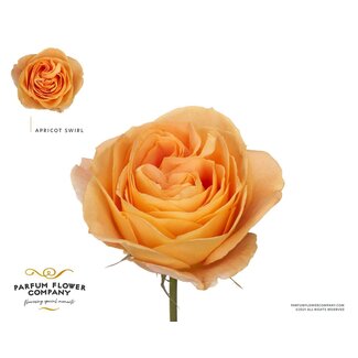 Freshy Rosa Parfum Apricot Swirl