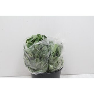 Freshy Salvia 200gr (p. bos)