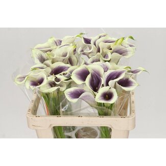 Freshy Zantedeschia Picasso