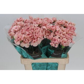 Freshy Anjer Hollands Lady Dayana