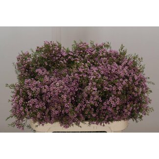 Freshy Chamelaucium Un Wendy Rose