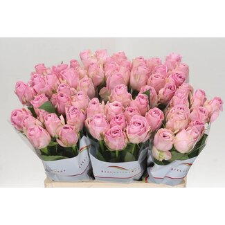 Freshy Rosa Heidi