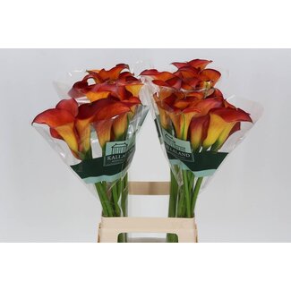 Freshy Zantedeschia Capt Trinity