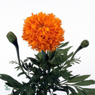 Freshy Tagetes Er Promise O Bio